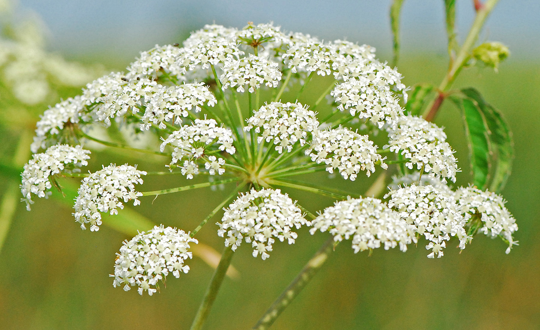 Heirloom Non-GMO Cicuta Maculata Flower Seeds for Planting – Unique Wetland Wildflower Blooms - Non-GMO for planting in home garden